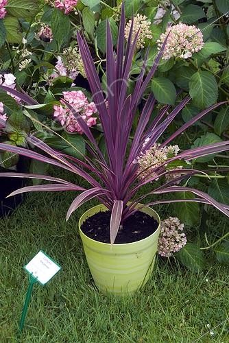 Biosphoto | 2032762 | Pot of cordyline 'Pink Passion' in a garden | &copy; DIGIT images / Biosphoto