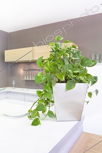 Biosphoto | 988321 | Pothos in a bathroom ; Plant air-filtering soil | &copy; Frédérique Bidault / Biosphoto