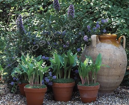 Biosphoto | 646784 | Pots Muguet | &copy; Gilles Le Scanff & Joëlle-Caroline Mayer / Biosphoto