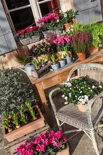 Biosphoto | 1876906 | Potted flowers on a garden terrace in winter | &copy; Philippe Giraud / Biosphoto