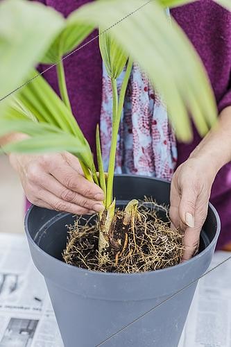 Biosphoto | 2493811 | Potting a palm tree (Sabal) indoors, step by step. Positioning of the subject in its new pot. | &copy; Jean-Michel Groult / Biosphoto