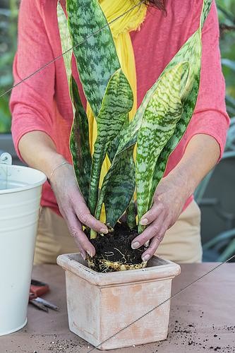 Biosphoto | 2445151 | Potting a Sansevieria (Sansevieria masoniana) step by step. 3: install the root ball | &copy; Jean-Michel Groult / Biosphoto
