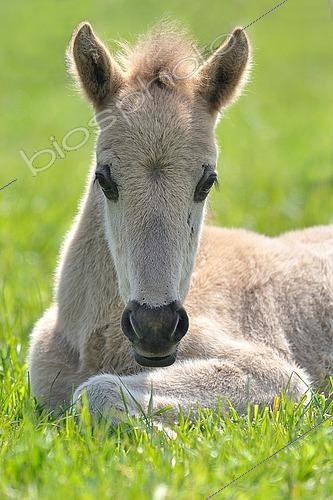 Biosphoto | 2495248 | Poulain Dülmen au repos dans l'herbe, Münsterland, Rhénanie-du-Nord-Westphalie, Allemagne | &copy; Dieter Schinner / imageBROKER / Biosphoto