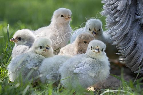 Biosphoto | 2073702 | Poule naine Bantam et poussins, Vosges, France | &copy; Bruno Mathieu / Biosphoto