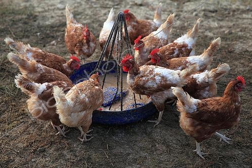 Biosphoto | 2546842 | Poules de race Isabrown à côté d'une mangeoire | &copy; Eric Guilloret / Biosphoto