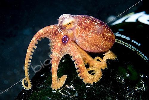 Biosphoto | 2619543 | Poulpe Mototi (Amphioctopus siamensis) sur une bouteille, site de plongée TK3, détroit de Lembeh, Sulawesi, Indonésie, Océan Pacifique. | &copy; Colin Marshall / Biosphoto
