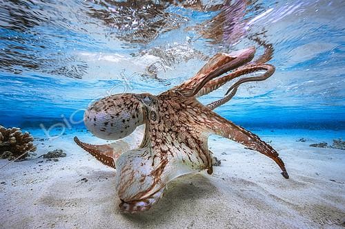 Biosphoto | 2091186 | Poulpe (Octopus sp) faisant son 'show' dans le lagon, Mayotte, Océan Indien. Grand prix du UPY 2017 (Underwater Photographer of the year). | &copy; Gabriel Barathieu / Biosphoto