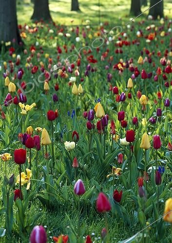 Biosphoto | 997758 | Prairie flowers Tulips and Muscari in the Vosges France | &copy; Gilles Le Scanff & Joëlle-Caroline Mayer / Biosphoto