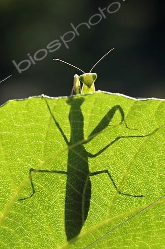 Biosphoto | 955083 | Praying Mantis as a silhouette on a leaf France | &copy; Roger Dauriac / Biosphoto