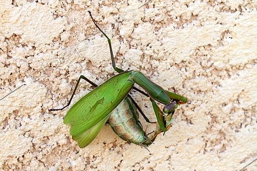 Biosphoto | 2511415 | Praying Mantis (Mantis religiosa )female devouring male during mating, France | &copy; Jean-Claude Louchet / Biosphoto