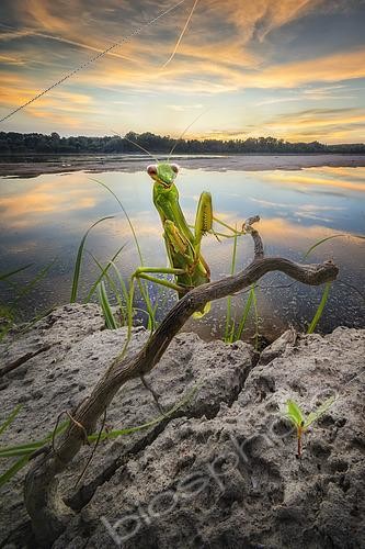 Biosphoto | 2613583 | Praying mantis (Mantis religiosa) on the banks of the Po River, Italy. | &copy; Alberto Ghizzi Panizza / Biosphoto