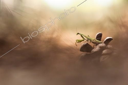 Biosphoto | 2027291 | Praying mantis on pine cone - France | &copy; Patrick Goujon / Biosphoto