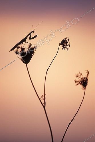 Biosphoto | 1136671 | Praying mantis on the lookout on Umbelliferae France  | &copy; Florent Cardinaux  / Biosphoto