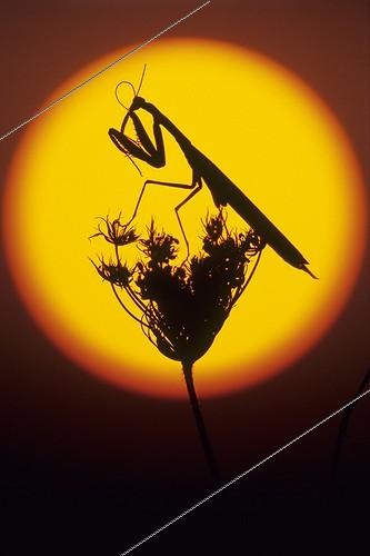 Biosphoto | 1136670 | Praying mantis on the sun's disk France | &copy; Florent Cardinaux  / Biosphoto