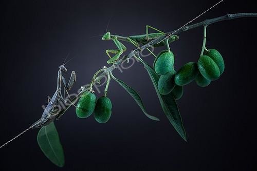 Biosphoto | 2027290 | Praying mantis on twig Olive - France | &copy; Patrick Goujon / Biosphoto