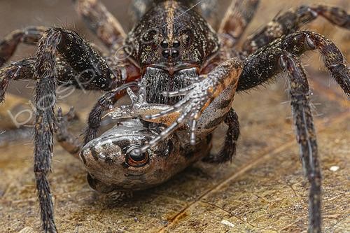 Biosphoto | 2564629 | Predation by a stray spider (Ctenidae sp) on a Lowland Tropical Bullfrog (Adenomera andreae), French Guiana. | &copy; Vincent Premel / Biosphoto