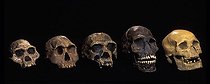 Biosphoto | 511984 | Prehistory - Skull | &copy; Pascal Goetgheluck / Biosphoto