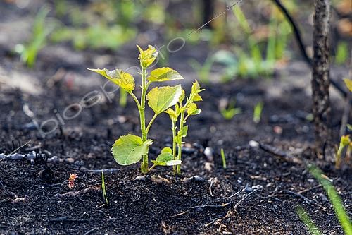 Biosphoto | 2628410 | Premières repousses de la végétation 3 semaines après l'incendie,190 hectares de végétation ravagés par les flammes lors de l'incendie du 12/08/2026 dans les dunes du Mont St Frieux à Dannes, Côte d'Opale, Pas de Calais, France | &copy; Yann Avril / Biosphoto