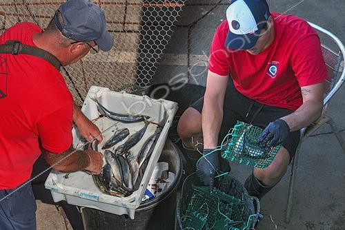 Biosphoto | 2609491 | Preparing bait (mackerel) for traps. Fishermen's Guild of Our Nuestra Señora de la Consolación, Punta de Hidalgo. Municipality of La Laguna, north of Tenerife, Canary Islands. | &copy; Sergio Hanquet / Biosphoto
