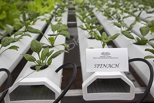 Biosphoto | 2130011 | Production de légumes par hydroponie dans une serre au Henry Ford West Bloomfield Hospital, Michigan, USA | &copy; Jim West / imageBROKER / Biosphoto