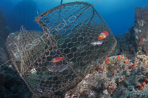 Biosphoto | 2609502 | Professional fishing sector. Artisanal fishing with cages for fish. Tenerife, Canary Islands. Atlantic Ocean, Macaronesia. | &copy; Sergio Hanquet / Biosphoto