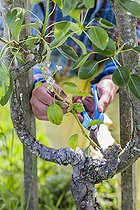 Biosphoto | 2452273 | Pruning of a 'gourmand' epicormic shoot, on a pear tree: a woody shoot that has evolved late into a crowned stem (physiological disorder). | &copy; Jean-Michel Groult / Biosphoto