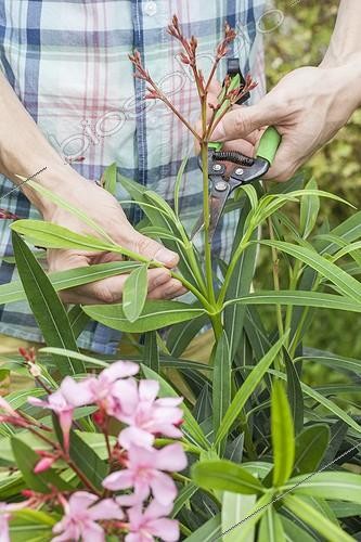 Biosphoto | 2046422 | Pruning of faded flowers of an oleander in a garden | &copy; Jean-Michel Groult / Biosphoto