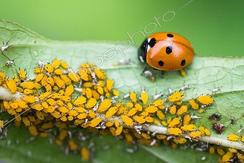 Biosphoto | 2617932 | Puceron jaune du laurier-rose ou puceron de l'asclepiade (Aphis nerii) et Cocinelle à sept points (Coccinella septempunctata) prédatrice de pucerons, Jardin des plantes devant le Museum national d'histoire naturelle, Paris, France | &copy; Stéphane Vitzthum / Biosphoto
