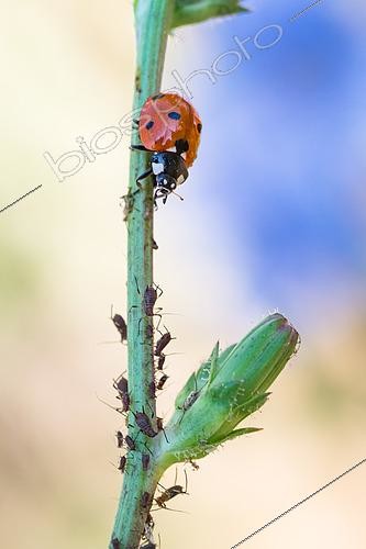 Biosphoto | 2617947 | Pucerons bruns de la chicorée (Uroleucon cichorii) ou espèce proche, sur Astéracée avec son prédateur la Coccinelle à sept points (Coccinella septempunctata) sur Chicorée sauvage (Cichorium intybus), Lorraine, France | &copy; Stéphane Vitzthum / Biosphoto