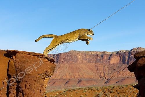 Biosphoto | 1987767 | Puma jumping from a rock - Utah USA  | &copy; Sylvain Cordier / Biosphoto