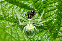 Biosphoto | 2621702 | Pumpkin spider (Herpyllus Heriaeus melloteei or Heriaeus hirtus), green and hairy crab spider camouflaged on a leaf, capturing an ant, Massargues, commune of Orgnac-l'Aven, Ardèche, France. | &copy; Stéphane Vitzthum / Biosphoto