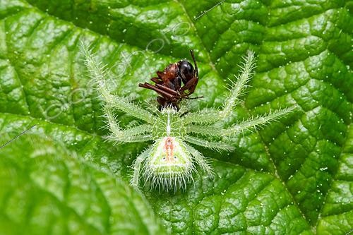 Biosphoto | 2621702 | Pumpkin spider (Herpyllus Heriaeus melloteei or Heriaeus hirtus), green and hairy crab spider camouflaged on a leaf, capturing an ant, Massargues, commune of Orgnac-l'Aven, Ardèche, France. | &copy; Stéphane Vitzthum / Biosphoto