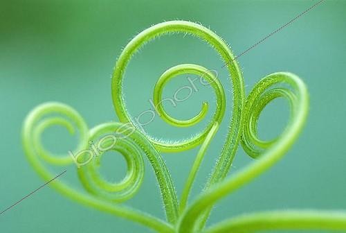 Biosphoto | 1508746 | Pumpkin tendril | &copy; Michael Peuckert / imageBROKER / Biosphoto