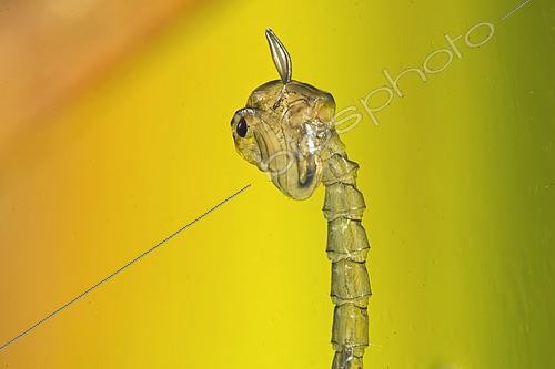 Biosphoto | 2618788 | Pupe de Corèthre (Chaoborus sp) en position stationnaire dans une mare, commune de Couffy, Loir-et-Cher, France | &copy; Bruno Guénard / Biosphoto