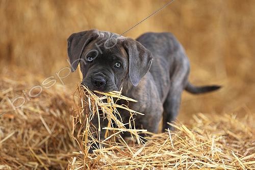 Biosphoto | 2561068 | Puppy Cane Corso with straw in the mouth | &copy; Eric Guilloret / Biosphoto