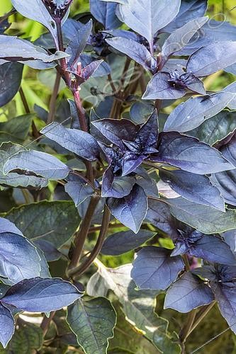 Biosphoto | 2445390 | Purple Basil, Ocimum basilicum purpurascens, leaves | &copy; Alain Kubacsi / Biosphoto