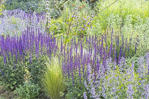 Biosphoto | 2619835 | Purple bed, Nepeta faassenii 'Six Hills Giant', Salvia nemorosa 'Caradonna', Stipa tenuissima 'Pony Tails', Phlomis tuberosa. | &copy; Alain Kubacsi / Biosphoto