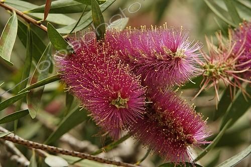 Biosphoto | 487564 | Purple Bottlebrush flowers  France | &copy; Hervé Lenain & Marie-Pierre Samel / Biosphoto