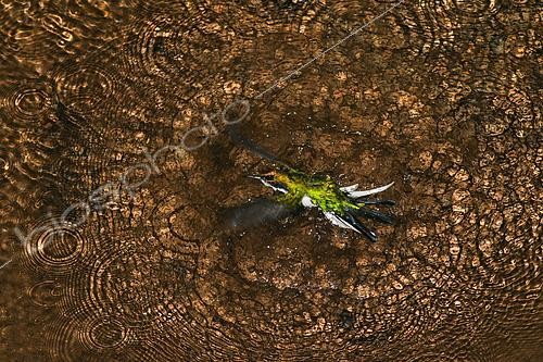Biosphoto | 2434872 | Purple-crowned Fairy (Heliothryx barroti). An adult bird taking a bath in a small stream in the rainforest. Taken in Costa Rica in January. Gold Award, Bird Behavior (Bird Photographer of the year 2019) | &copy; Ivan Sjögren / Biosphoto