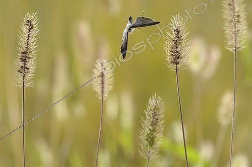 Biosphoto | 920577 | Purple Hairstreak in flight in summer France | &copy; Ghislain Simard / Biosphoto