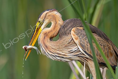 Biosphoto | 2627775 | Purple Heron (Ardea purpurea) holding a captured fish in its bill among wetland vegetation, Mérida, Badajoz, Spain | &copy; Pablo Barrena / Biosphoto