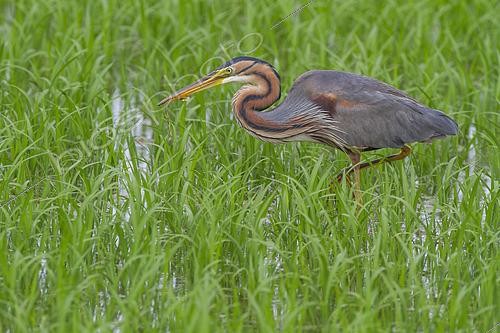 Biosphoto | 2613822 | Purple heron (Ardea purpurea) with a fry in its beak, Camargue, France. | &copy; Emile Barbelette / Biosphoto