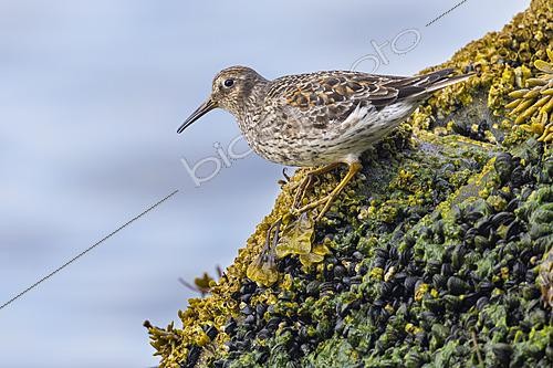Biosphoto | 2626169 | Purple Sandpiper (Calidris maritima), side view of an adult standing on a seaweed-covered rock, Finnmark, Norway | &copy; Saverio Gatto / Biosphoto