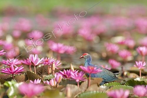 Biosphoto | 2279150 | Purple Swamphen (Porphyrio porphyrio poliocephalus) in pink water lilies, Tale Noi - Thailand | &copy; Henry Ausloos / Biosphoto