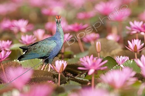 Biosphoto | 2279151 | Purple Swamphen (Porphyrio porphyrio poliocephalus) in pink water lilies, Tale Noi - Thailand | &copy; Henry Ausloos / Biosphoto