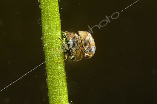 Biosphoto | 2621898 | Pygmy backswimmer (Plea sp) mating in a pond in winter, Couffy, France | &copy; Bruno Guénard / Biosphoto