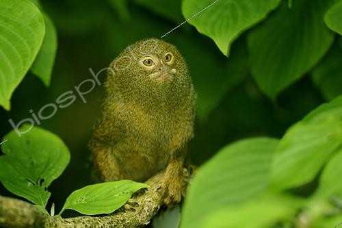 Biosphoto | 1652143 | Pygmy Marmoset on a branch | &copy; Claude Thouvenin / Biosphoto