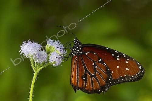 Biosphoto | 2023192 | Queen butterfly on a flower - Florida - USA | &copy; Lee Dalton / Biosphoto