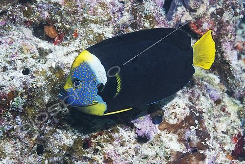 Biosphoto | 2444487 | Queensland Yellowtail Angelfish (Chaetodontoplus meredithi). Heron Island. Great Barrier Reef. Queensland. Australia. Pacific Ocean. | &copy; Jean-Michel Mille / Biosphoto