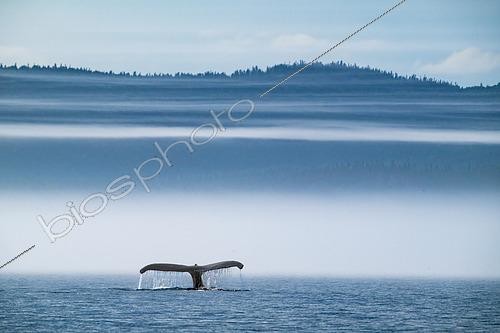 Biosphoto | 2618501 | Queue de Rorqual à bosse (Megaptera novaeangliae), fleuve Saint-Laurent, Grandes Bergeronnes, Québec, Canada | &copy; Stéphane Vitzthum / Biosphoto